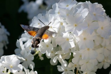 Macroglossum stellatarum, sinek kuşu şahin-güve bir çiçek üzerinde asılı