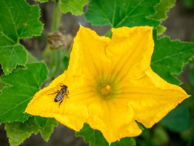 Arı ile kabak çiçeği. Tozlaşma çiçek. Kabak bir sebze bahçesinde büyüyen.