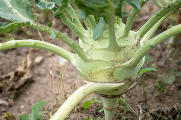 Kohlrabi Che Cresce Nel Giardino Cavoli Rapa Pronti Raccolta — Foto Stock