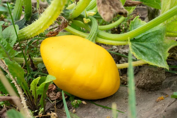 Pattypan Squash Bud Növény Növekvő Zöldségek Kertben Cucurbita Pepo — Stock Fotó