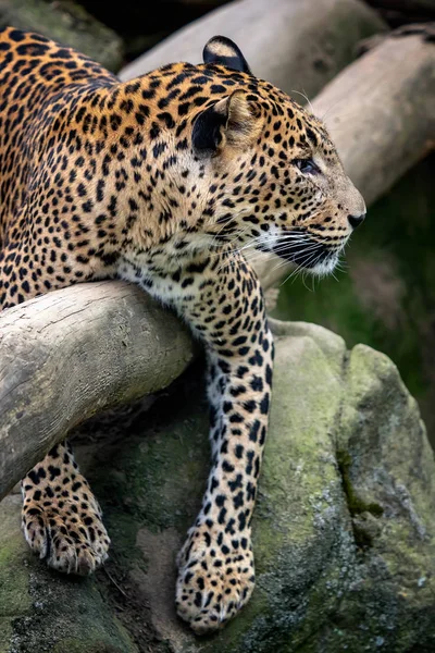 Leopardo Ceilán Panthera Pardus Kotiya Gato Manchado Grande — Foto de Stock