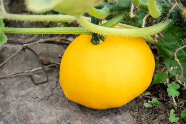 Pattypan Squash Bud Plant Growing Vegetables Garden Cucurbita Pepo — Stock Photo, Image