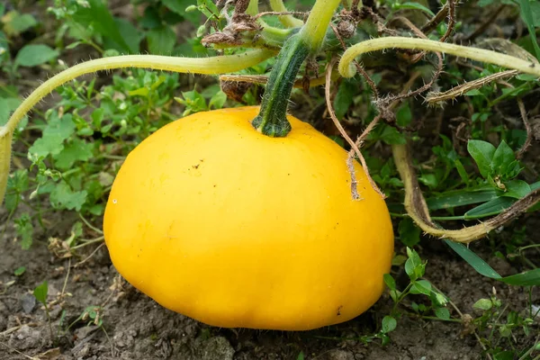 Pattypan Bourgeon Courge Sur Plante Cultiver Des Légumes Dans Jardin — Photo