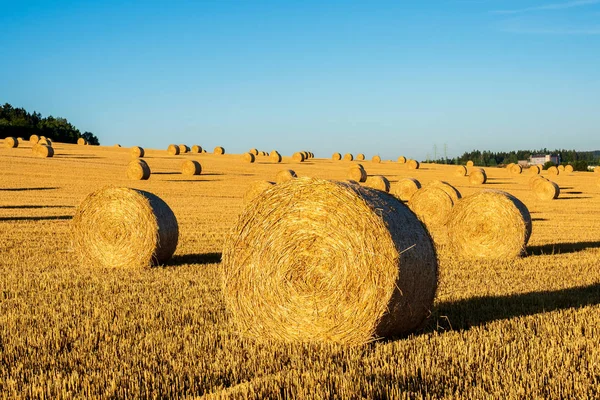 Hooibalen Het Veld Oogst Landbouwgebied Hooibalen Gouden Veld Landschap — Stockfoto