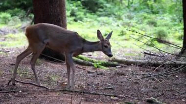Ormanda Roe geyiği, Capreolus Capreolus. Vahşi geyik doğada.