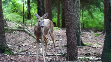Ormanda Roe geyiği, Capreolus Capreolus. Vahşi geyik doğada.