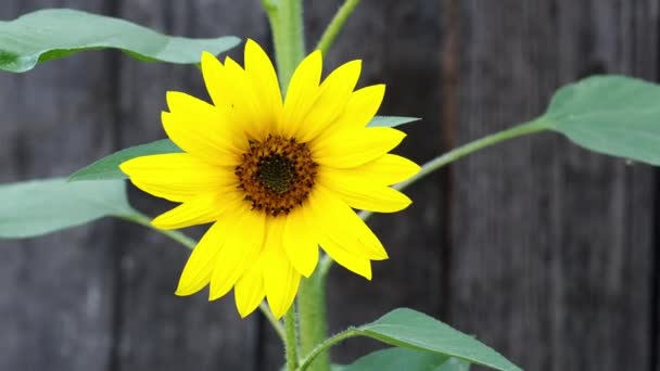 Sonnenblumen Blühen Auf Dunklem Hintergrund Sommerblühende Pflanze Zur Produktion Von — Stockvideo
