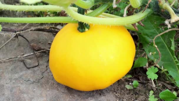 Pattypan Squash Knopp Anläggningen Odla Grönsaker Trädgården Cucurbita Pepo — Stockvideo