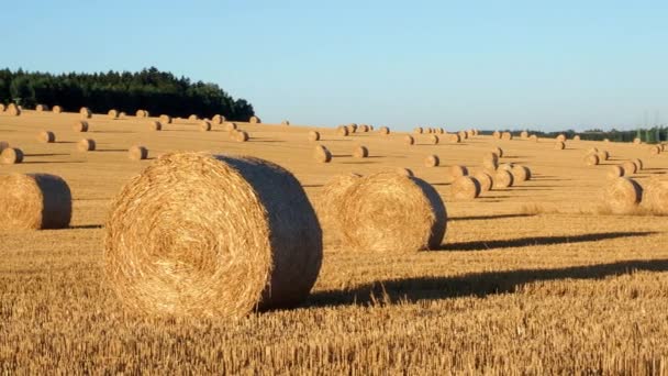 Fardos Heno Campo Después Cosecha Campo Agrícola Fardos Heno Paisaje — Vídeo de stock