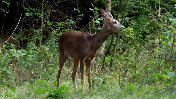 Cervos Roe Floresta Capreolus Capreolus Cervos Ovinos Selvagens Natureza — Vídeo de Stock