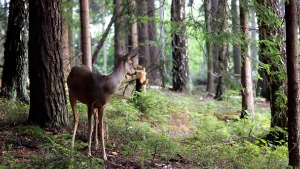 森の中で鹿を育てるカプレオラス カプレオラス 自然の中で野生のイクラ鹿 — ストック動画