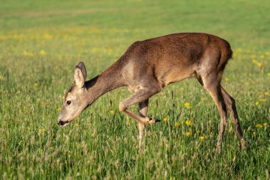 Çimenlerde Roe geyiği, Capreolus Capreolus. Bahar doğasında vahşi yumurta geyiği.