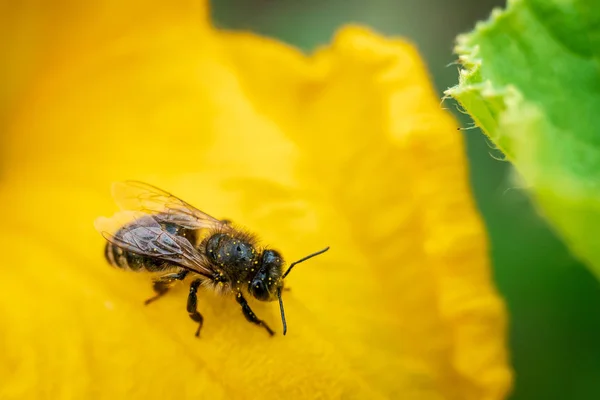 花びらに蜂 蜂とズッキーニの花 花の受粉 — ストック写真