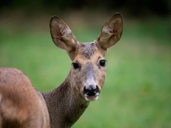 Roe Jelen Lese Capreolus Capreolus Jikry Divoké Přírodě — Stock fotografie