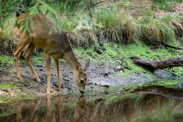 Roe deer in forest, Capreolus capreolus. Wild roe deer drinking water from the pond