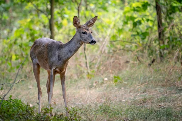 Rådjur Skogen Capreolus Capreolus Vilda Rådjur Naturen — Stockfoto