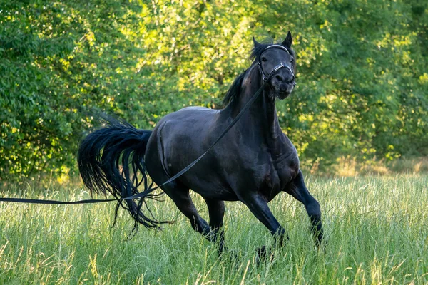 Cheval Frise Noire Court Galop Dans Herbe Cheval Friesian Courir — Photo