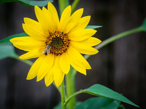 Sunflower with bees. Pollination of flowers. Summer flowering plant to produce sunflower oil.