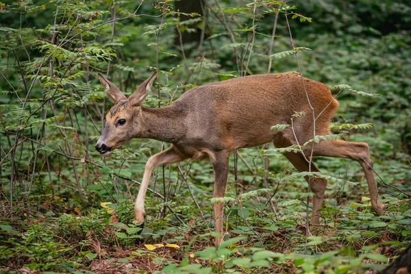 Rådjur Skogen Capreolus Capreolus Vilda Rådjur Naturen — Stockfoto