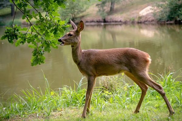 Rehe Wald Capreolus Capreolus Rehe Der Natur — Stockfoto