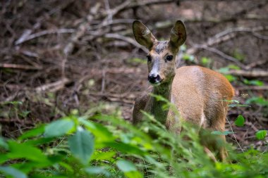 Ormanda Roe geyiği, Capreolus Capreolus. Vahşi geyik doğada.