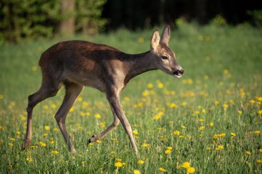 Çimenlerde Roe geyiği, Capreolus Capreolus. Bahar doğasında vahşi yumurta geyiği.