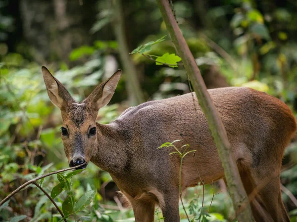 Rådjur Skogen Capreolus Capreolus Vilda Rådjur Naturen — Stockfoto