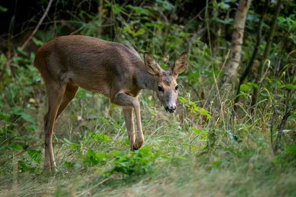森の中で鹿を育てるカプレオラス カプレオラス 自然の中で野生のイクラ鹿 — ストック写真
