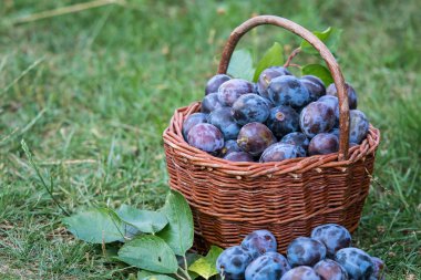 Erik hasat. Erik çimenlerin üzerinde bir hasır sepet içinde. Bahçeden meyve hasat