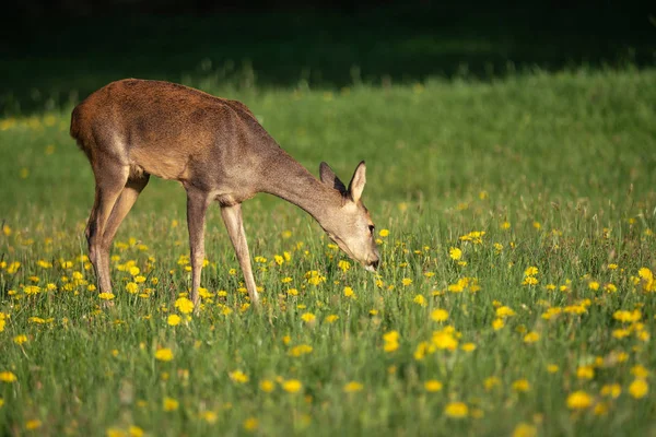 草丛中的鹿角 草丛中的鹿角 春天里的野鹿 — 图库照片