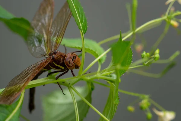 Brun Dragonfly Anläggning Stor Trollslända Med Genomskinliga Vingar — Stockfoto