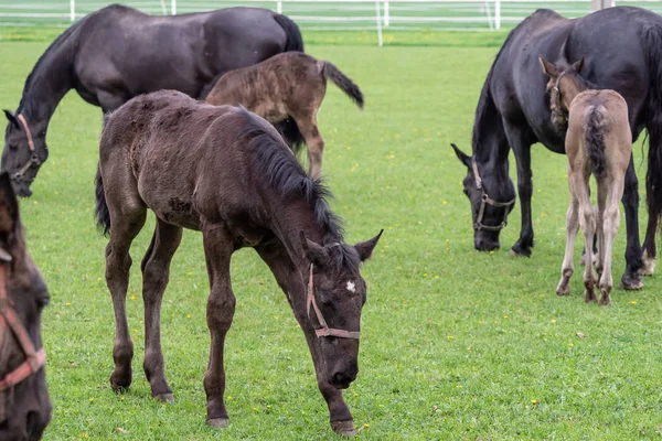 Schwarz Kladrubisches Pferd Stute Mit Fohlen — Stockfoto