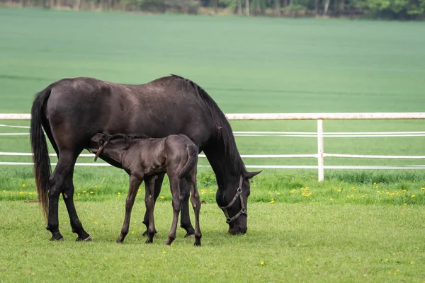 Zwart Kladrubisch Paard Merrie Met Veulen — Stockfoto