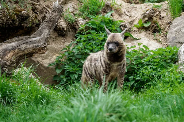 Striped Hyena Hyaena Hyaena Sultana — Stock Photo, Image