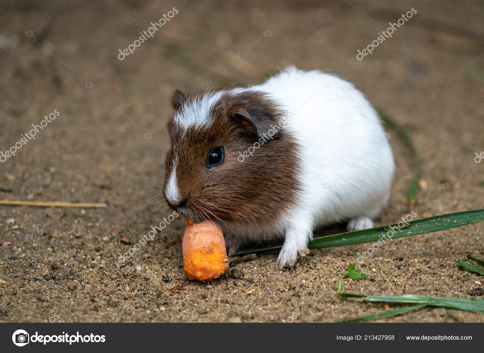 Guinea Pig Eats Carrot Cavia Aperea Porcellus — Stock Photo © xtrekx