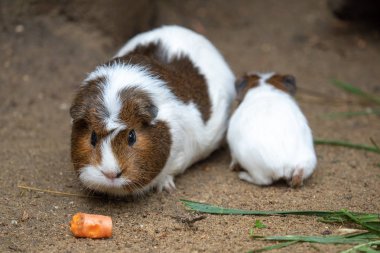 Eskiden şiling şimdi domuz havuç (Cavia aperea porcellus f. yiyor)
