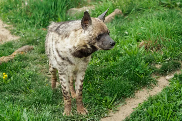 Hiena Rayada Hyaena Hyaena Sultana — Foto de Stock