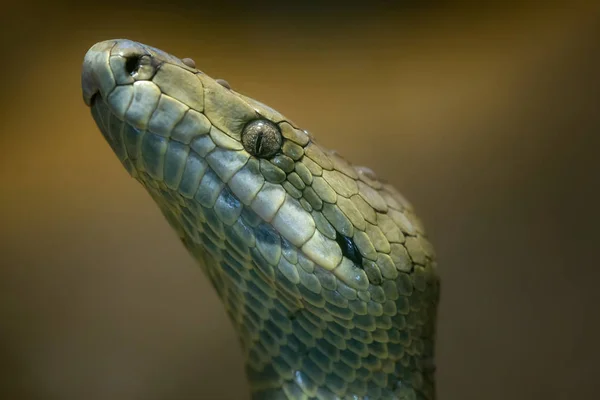 Venomous Bush Viper Atheris Squamigera Tree Stock Photo by ©xtrekx 568641852