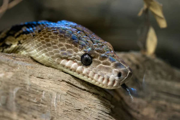 Venomous Bush Viper Atheris Squamigera Tree Stock Photo by ©xtrekx 568641852