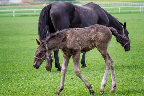 Cheval Kladrubien Noir Jument Avec Poulain — Photo