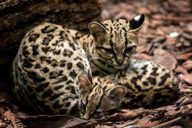 Margay, Leopardus wiedii, bebekle kadın. Margay birbirlerine sarılma çift kediler.