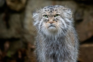 Manul veya Pallas kedi, Otocolobus manul, Asya'dan gelen sevimli vahşi kedi.
