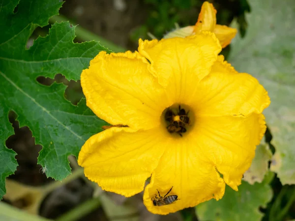 Flor Abobrinha Com Abelhas Polinização Flores Cultivando Abobrinha Uma Horta — Fotografia de Stock