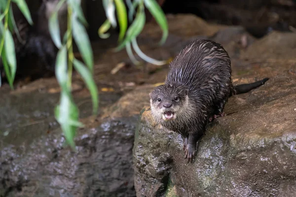 Grup Asyalı Küçük Pençe Samuru Bilinen Oryantal Küçük Pençe Otter — Stok fotoğraf