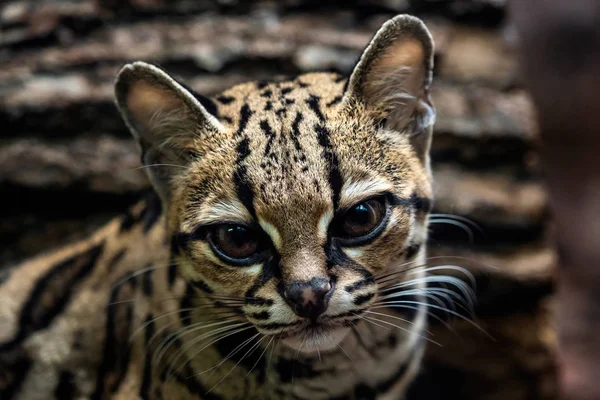 Retrato Margay Leopardis Wiedii —  Fotos de Stock