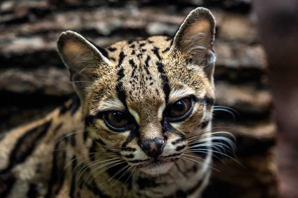 Hosszúfarkú Macska Leopardis Wiedii Portréja — Stock Fotó