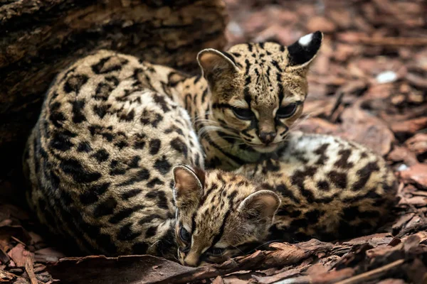 Margay, Leopardus wiedii, female with baby. Margay cats pair of hugging each other.