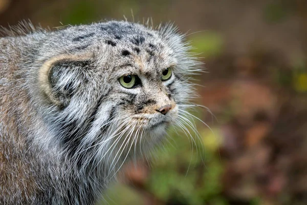 Stock image Manul or Pallas's cat, Otocolobus manul, cute wild cat from Asia.