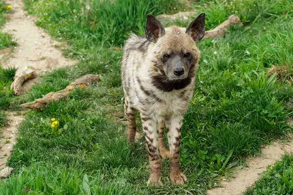 Gestreepte Hyena Hyaena Hyaena Sultana — Stockfoto
