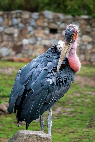 Cigogne Marabou Leptoptilos Crumeniferus Portrait Grande Cigogne Marabou Oiseau Échassier — Photo